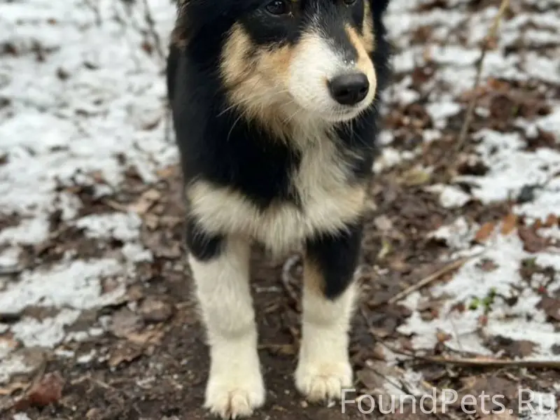 ПРОПАЛА СОБАКА. девочка, средн...