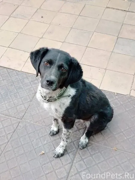 1 января убежала собака Омск р...