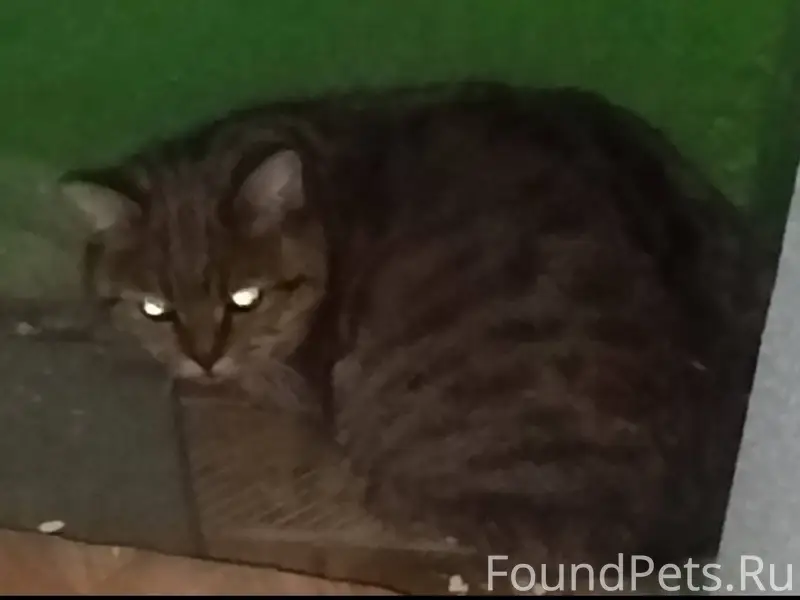 На Мехоношина,2- 1 подъезд, уж...