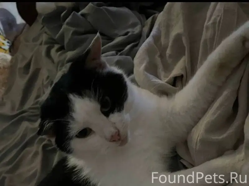 Пропал кот в районе станции, о...