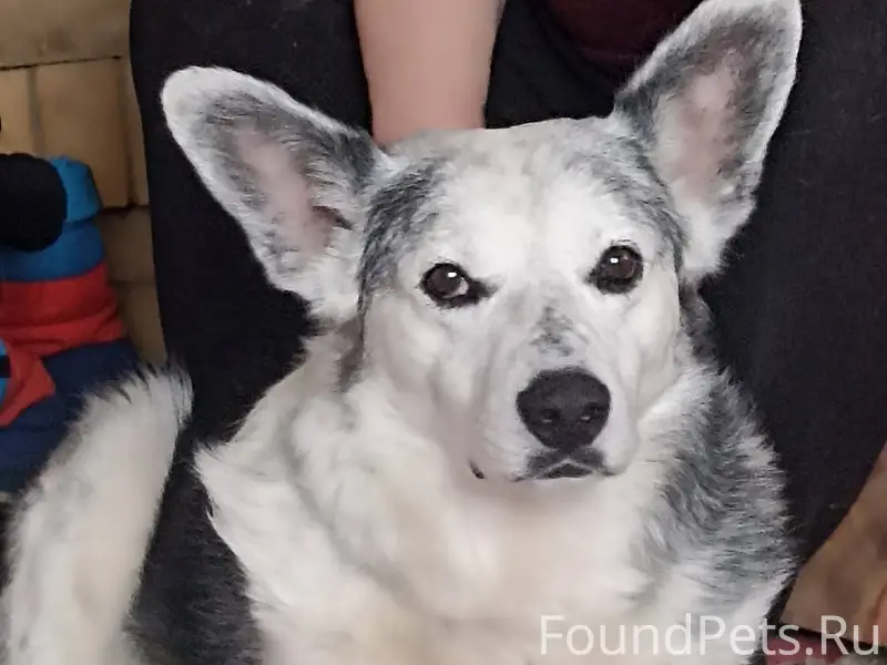 Помогите найти❗️Ищем собаку, к...