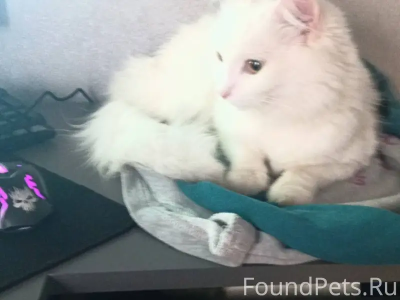 Найдена кошка на улице Дзержин...