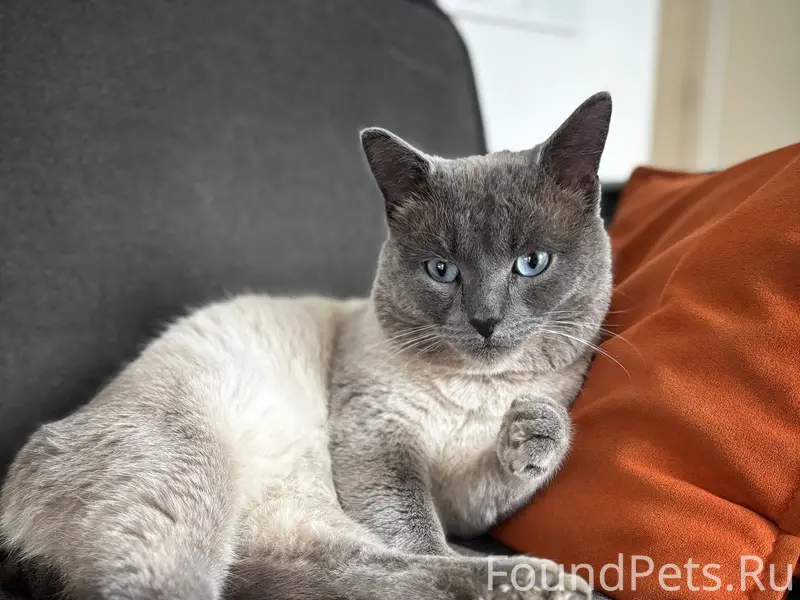 Пропал кот, 20 декабря ушел ве...