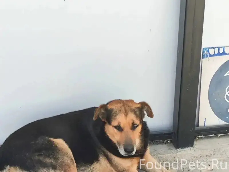 ‼Требуется помощь в поиске соб...