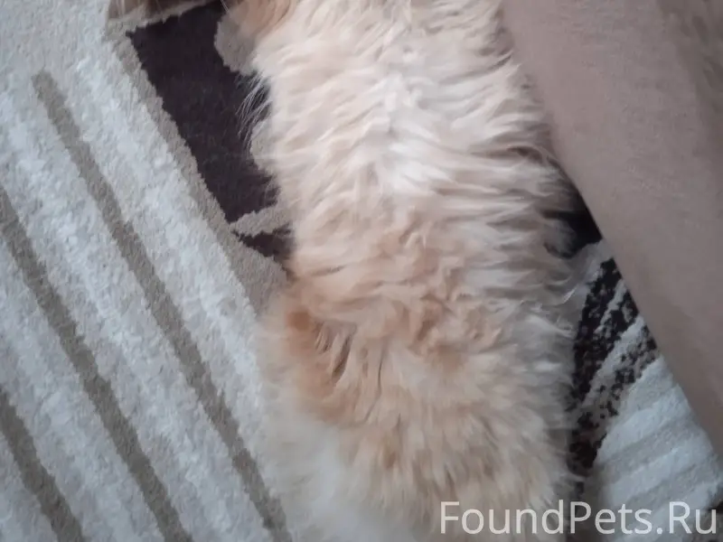 Пропал кот, зовут Кекс. Помоги...