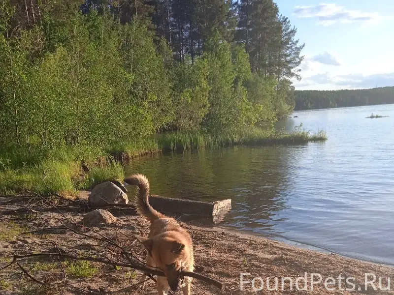 Пропала собака,уже почти недел...