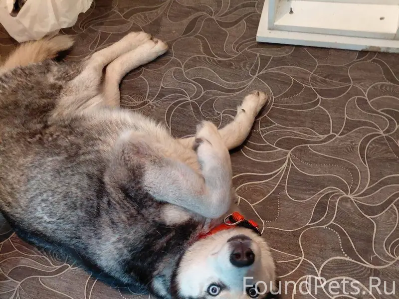 Пропал пес на Димитрова!! Поро...