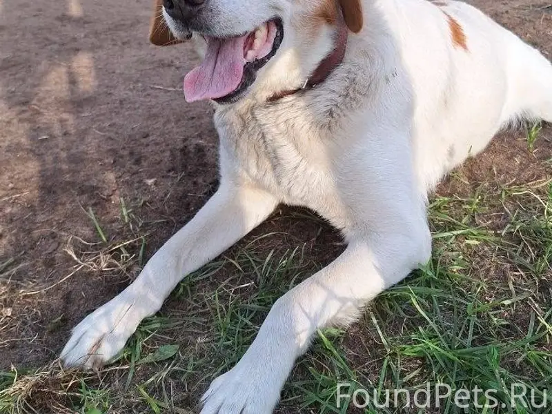 Пропала собака. Если кто-то ви...