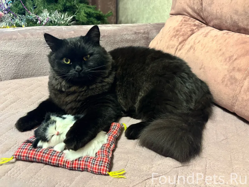 📌📌История про котика Мишу🐈‍⬛ 😶...