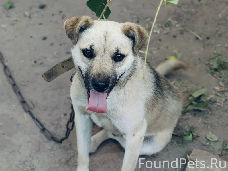 Пропал пёс 16.01.2026. Был...