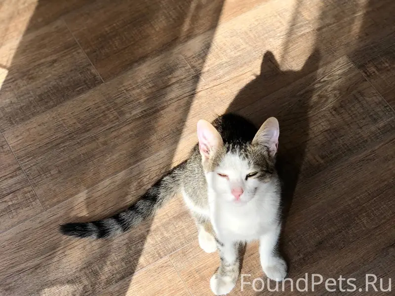 Пропал кот , отзывается на кли...