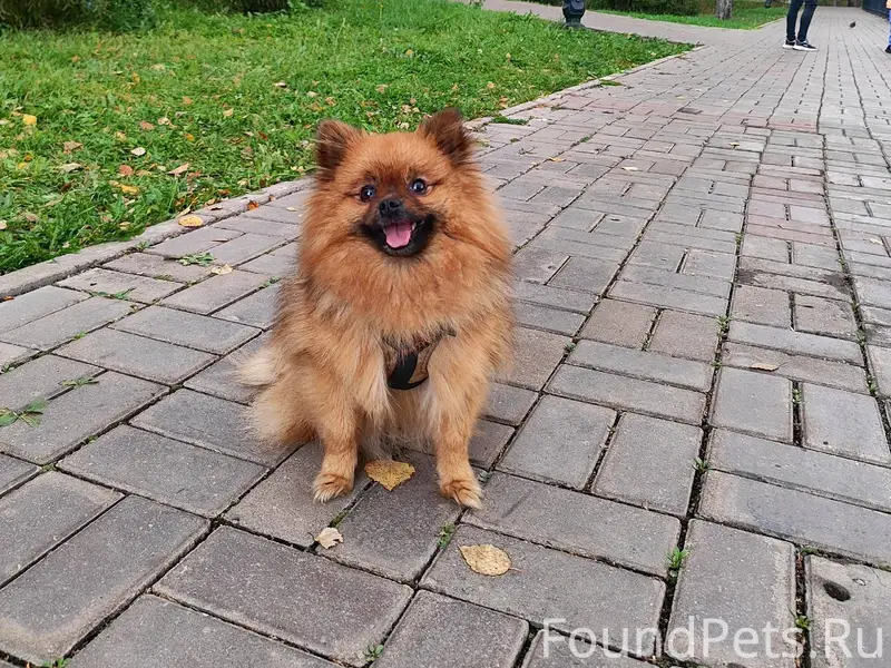 Потерялась собака в районе Ост...
