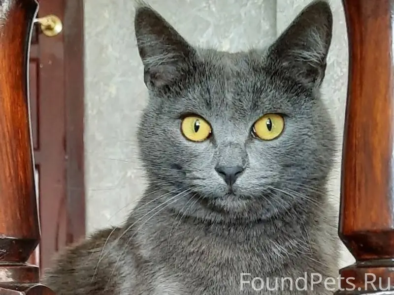 Пропал кот 20 января в районе....