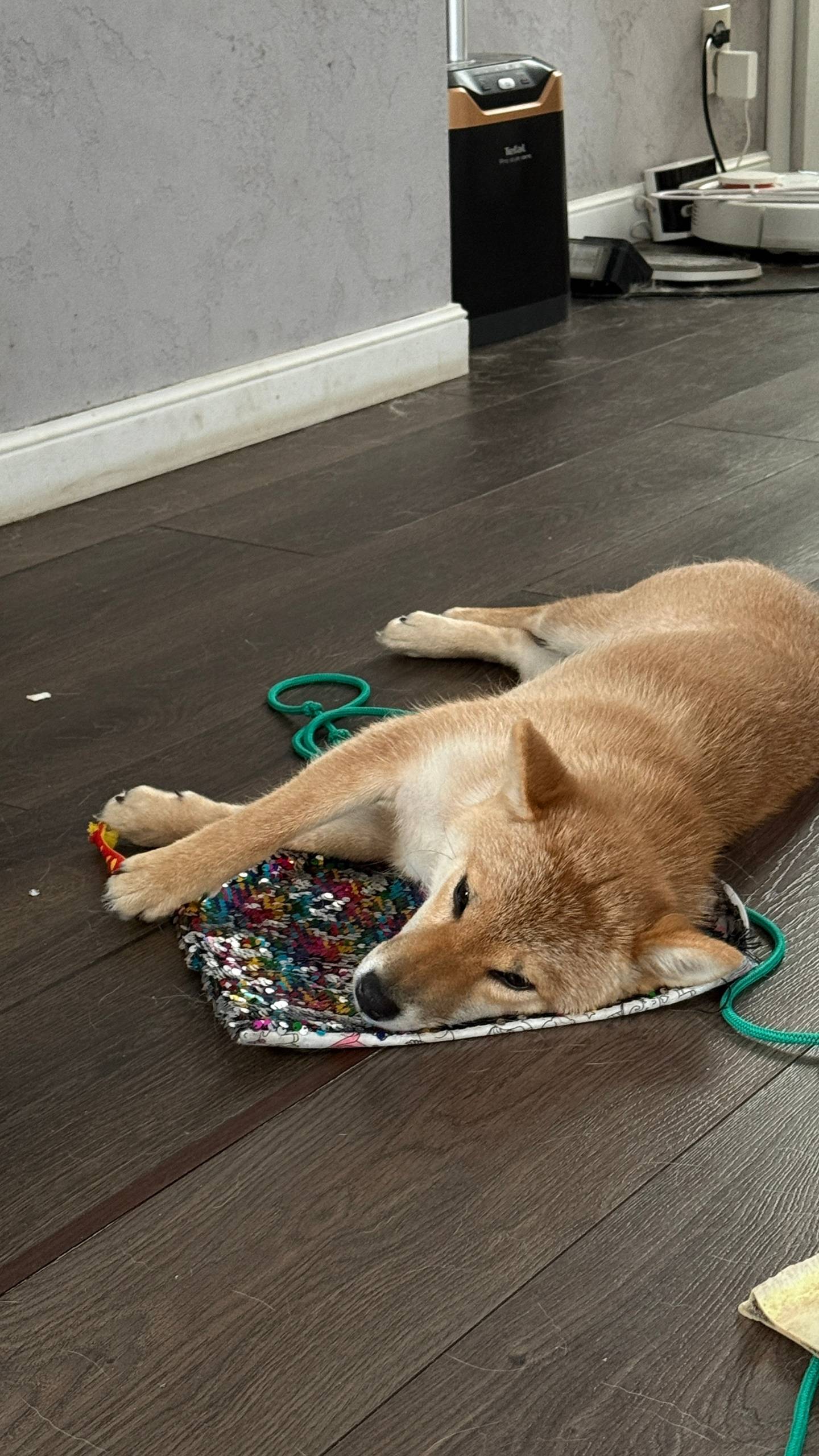 Убежала собака (район бугровки...