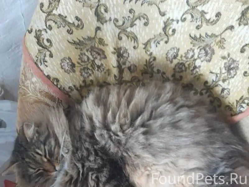 С улицы Берёзовой пропал кот, ...