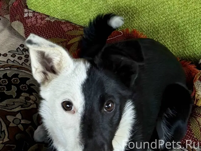 Пропал пес. Кличка Малыш. Райо...