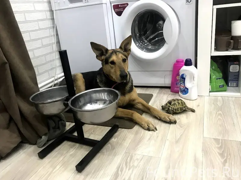 Пропала собака, если кто то ви...