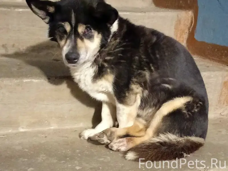 Найден пёс в пос. Непотягово С...