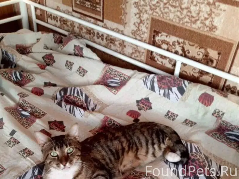 ПОЖАЛУЙСТА РЕПОСТ!🙏 Пропал кот...