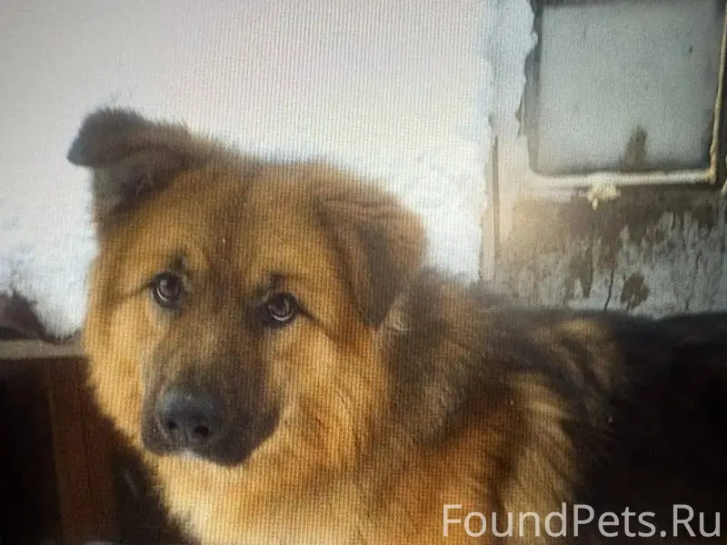 Пишу по просьбе. В Богашева в....