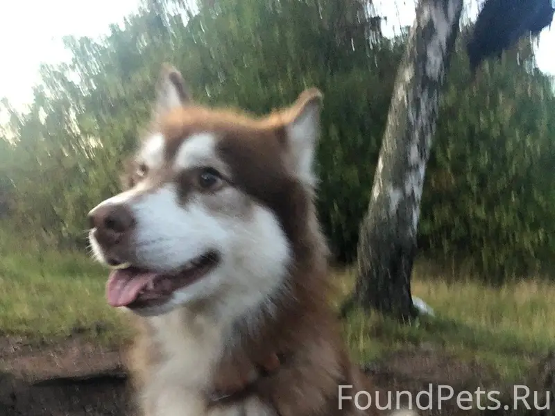 Здравствуйте,потерялась собака...