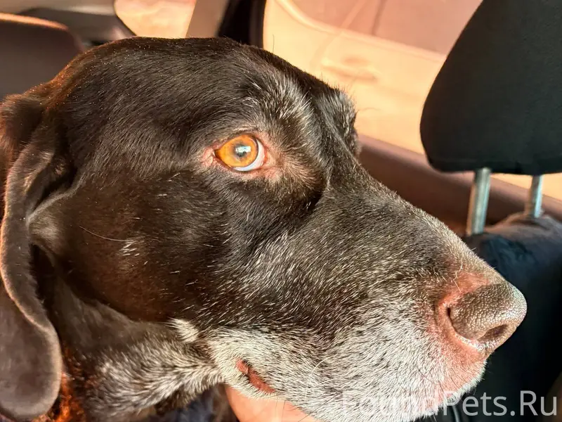 Найдена собака на трассе Виля-...