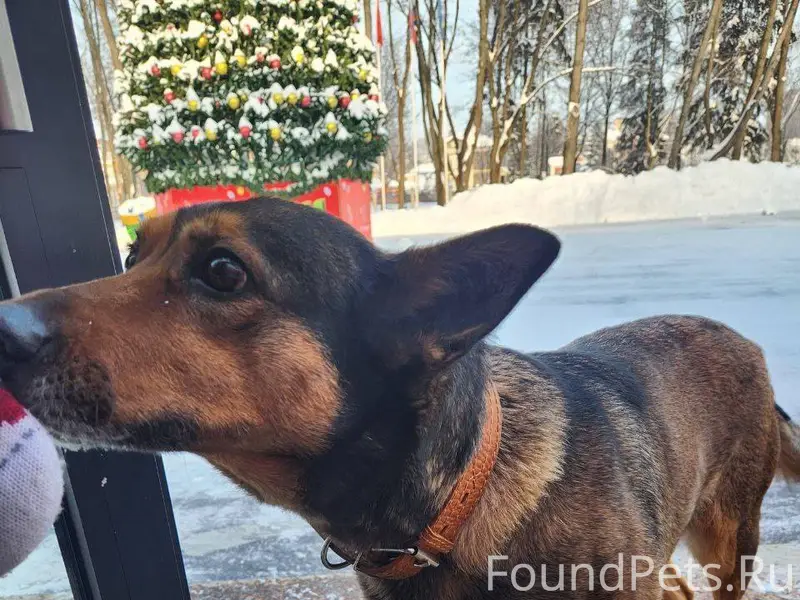 Замечена собака, с оранжевым о...