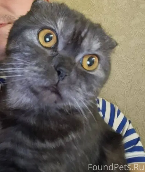 🆘‼🆘 Пропала кошка 🆘‼🆘 Зовут Бу...