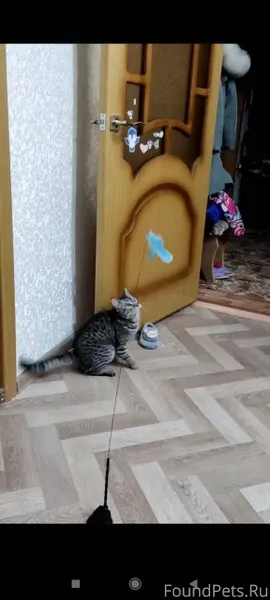 Пропала кошка, возле драмтеатр...