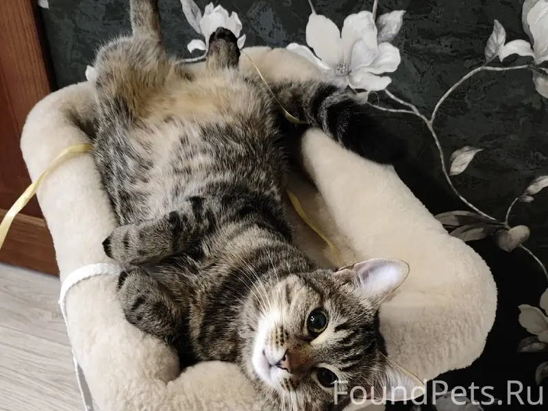 Пропали два кота(Макеевка райо...