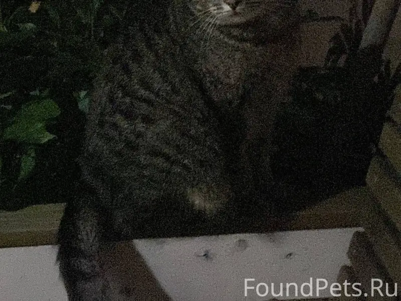 Пропал кот по кличке Тигра.Рай...