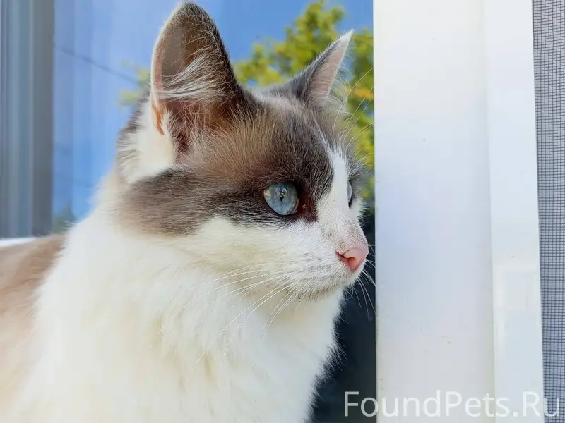 Пропала кошка, Алиса. В районе...