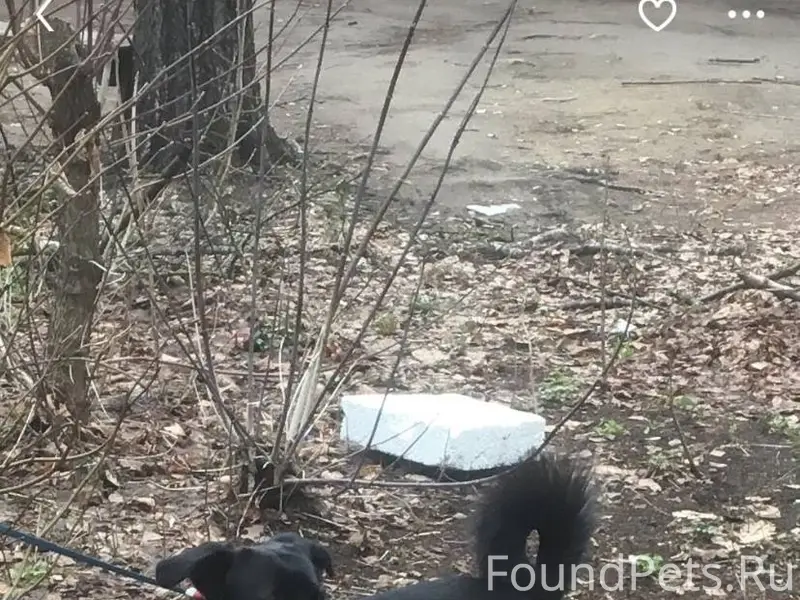 🙏🆘📣Дорогие друзья!!! Помогите ...