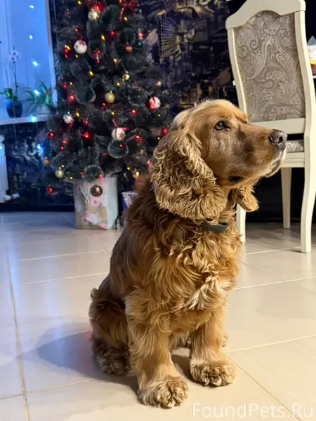 Потерялся! Маленький, рыжий и ...