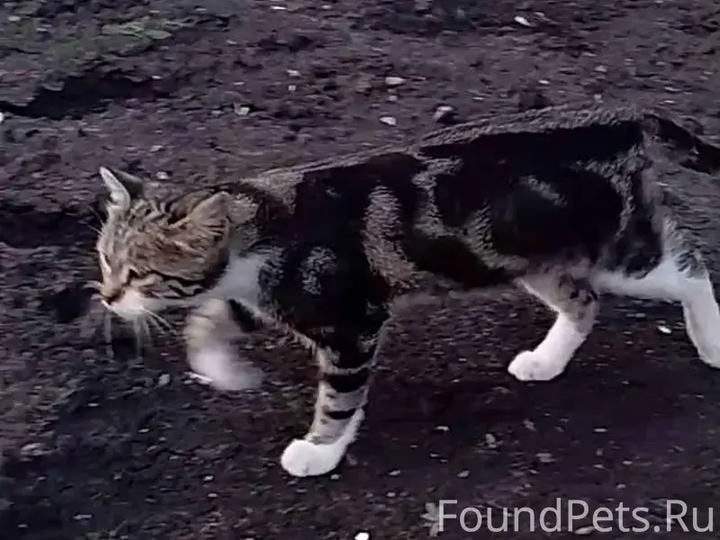 Пропал кот в районе ул. Ломоно...