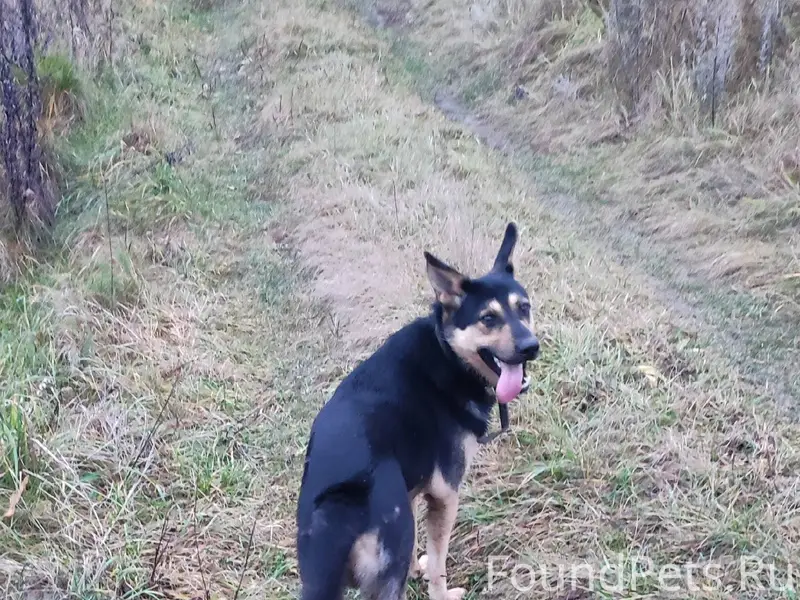 Пропала собака, 24.01. д. Хохл...
