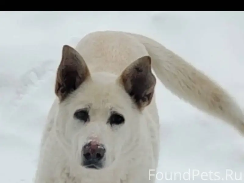 ПОМОГИТЕ НАЙТИ! Пропала собака...