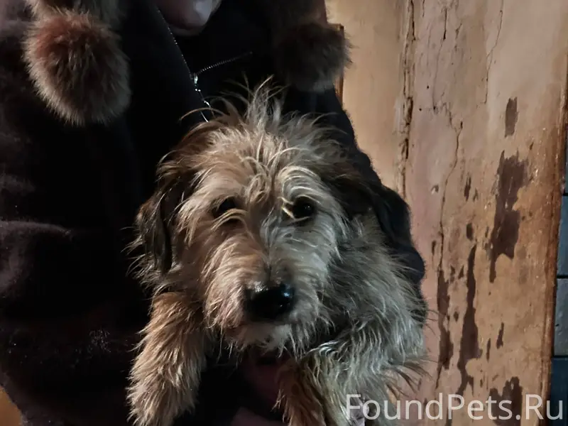 Найдена собака в магазине Пяте...