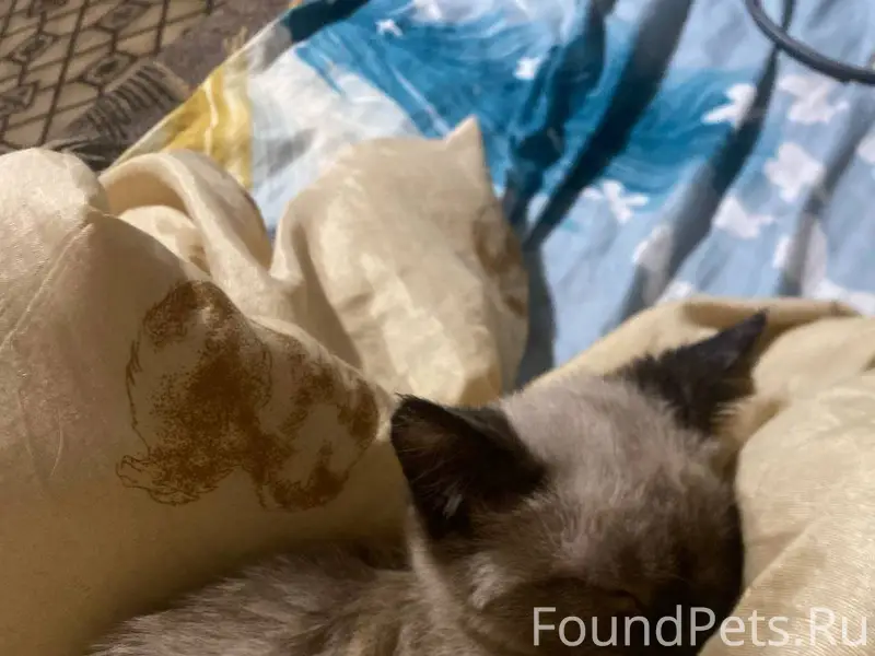 Пропал котёнок был последний р...