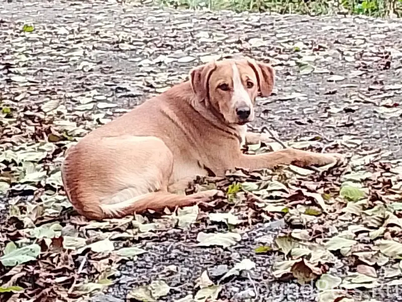 Пропал собака,в районе ул.Банд...