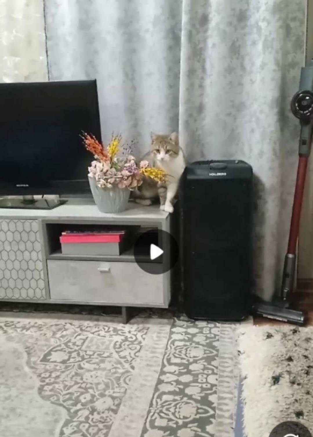 Пропал кот в районе вишневой з...