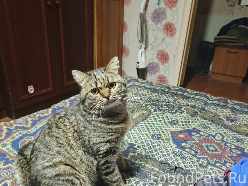 Пропал кот 20 января,по имени....