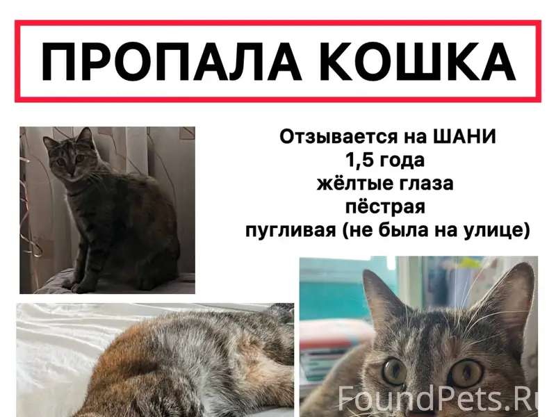 Пропала кошка Потерялась 23 ян...
