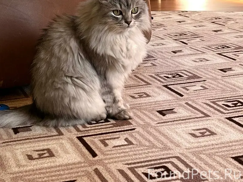 Пропала кошка в районе Островс...