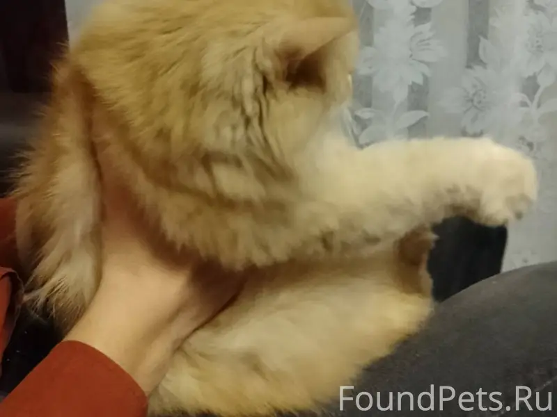 ПРОПАЛ ЧЛЕН СЕМЬИ - КОТ! НАШЕД...