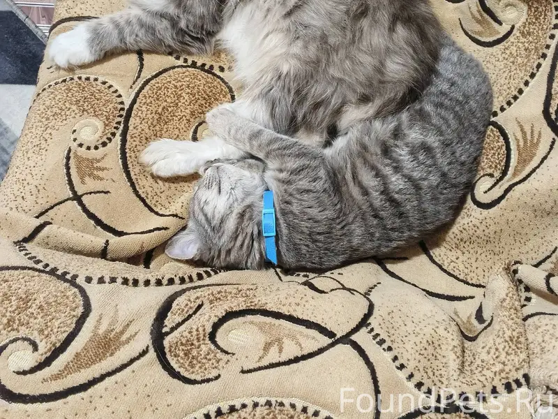 Пропал кот по кличке Кузя на.....