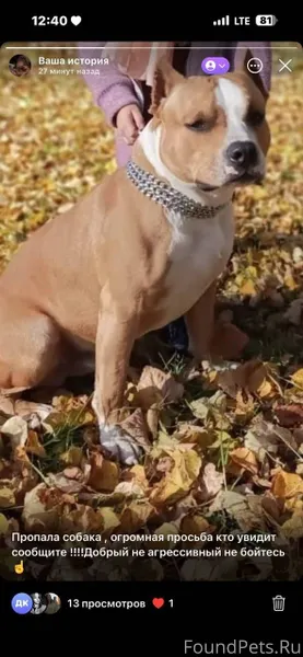 Пропала собака если кто то вид...