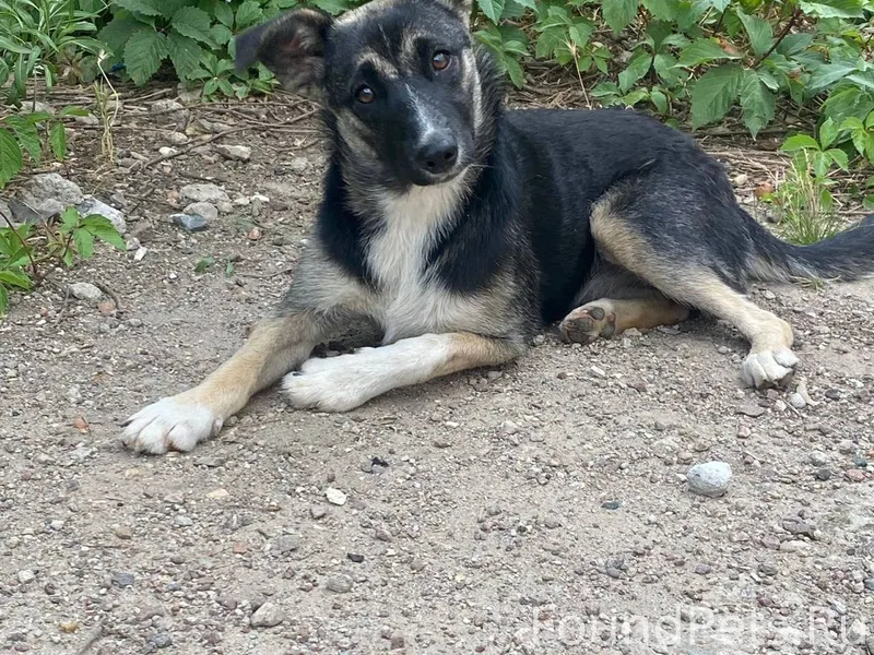 Розыск собаки !!! Симферополь ...