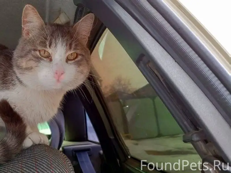 Пропал кот в районе улицы Горь...