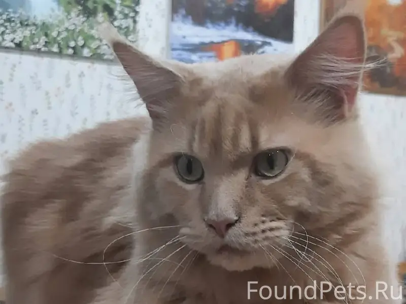 Пропал кот породы мейн-кун рыж...